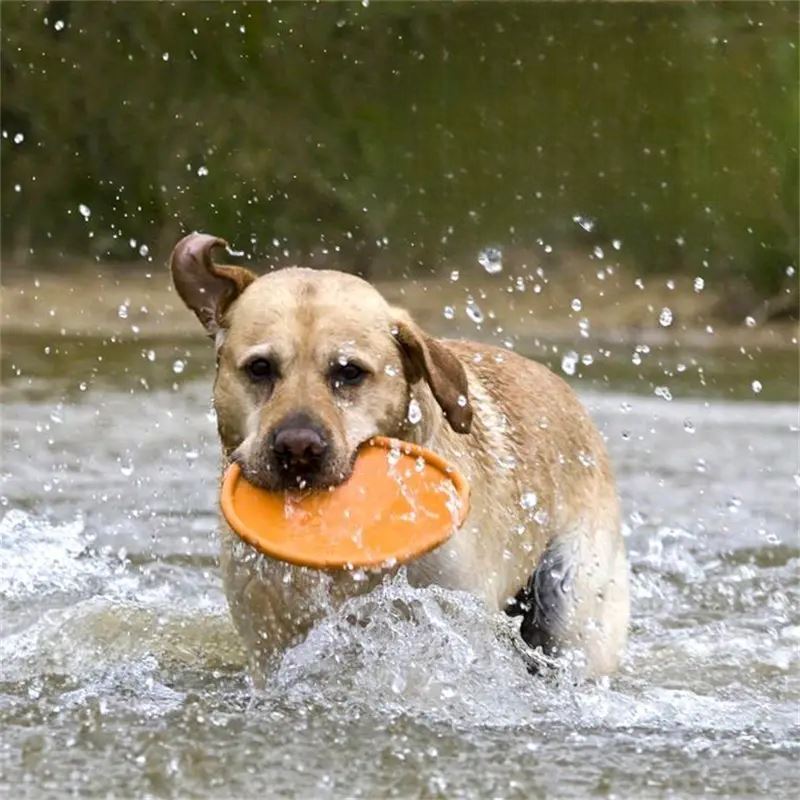 Frisbee pour chien - FlyDog™ - Orange