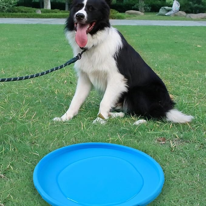 Frisbee pour chien - FlyDog™ - Bleu