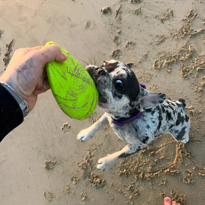 Frisbee pour chien - FlyDog™ - Vert