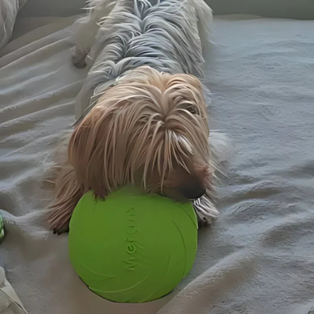 Frisbee pour chien - FlyDog™ - Vert